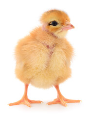 Fototapeta premium Cute yellow chick standing isolated on white background