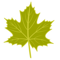Gold green maple leaf vector png illustration with autumn theme