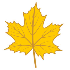 Golden yellow maple leaf vector png illustration with autumn theme