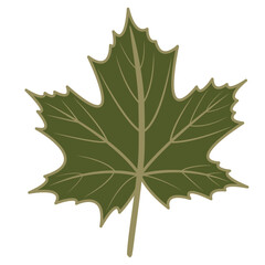 Fototapeta premium Woodland green maple leaf vector illustration with autumn theme
