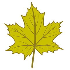 green maple leaf vector png illustration with autumn theme