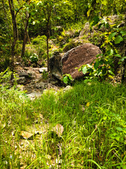 Bushes and rocks in nature, perfect for a natural backdrop