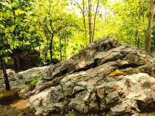 Bushes and rocks in nature, perfect for a natural backdrop