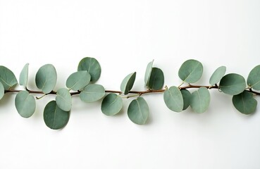 Eucalyptus branch with round green leaves rests on white background. Botanical photo shows natural beauty. Fresh foliage image for design. Eco friendly concepts. Simple elegant decoration.