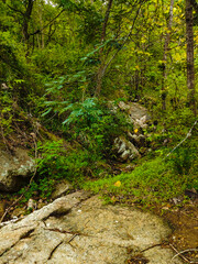 Bushes and rocks in nature, perfect for a natural backdrop
