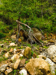 Fallen tree on the rocky river bank
