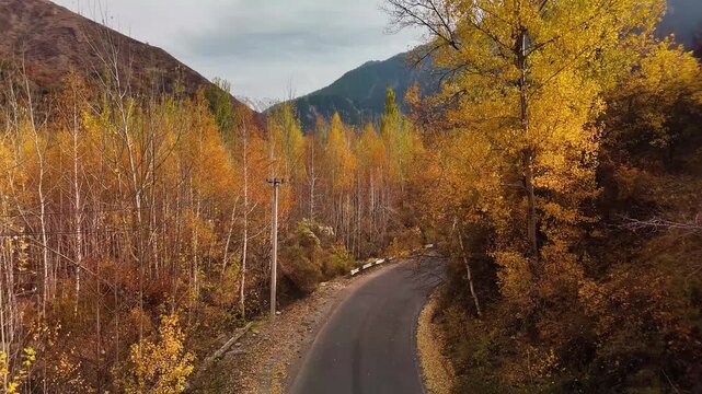 Aerial view panorama of yellow autumn forest in Almaty
