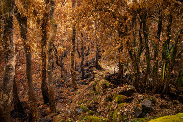 A beautiful and magical autumn forest with golden leaves and moss The Enchantment of the Fall Season