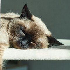 Siamese cat sleeping peacefully on sunlit surface with relaxed expression and soft fur texture. © elenavolf