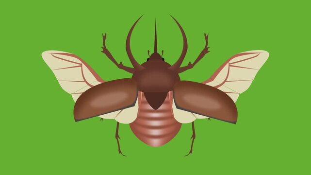 beetle  motion graphic with green background chorma key 