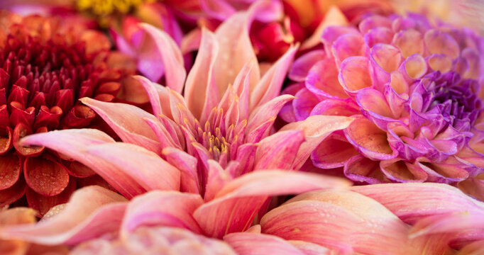 Fototapeta close up macro background of pink dahlia flower within other summer flora
