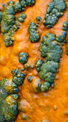  Artistic macro of bumpy orange and green pumpkin surface, showcasing natural organic details