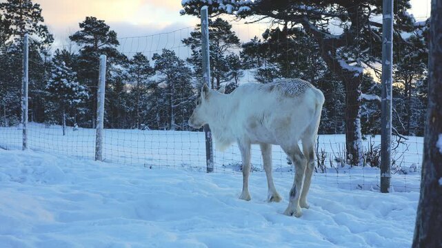 Exquisite albino reindeer rests in fresh snow in Northern Norway. Soft breath in the Arctic air