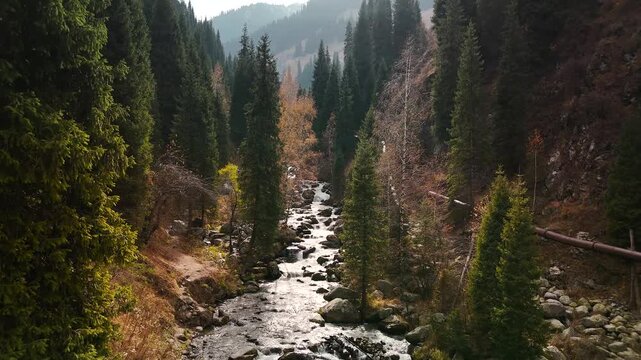 Aerial view panorama of yellow autumn forest in Almaty