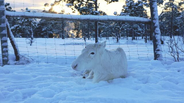 Exquisite albino reindeer rests in fresh snow in Northern Norway. Soft breath in the Arctic air