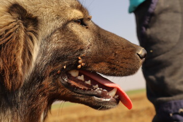 Close-up of a dog’s eye infested with ticks, with visible parasites also around the mouth area. A powerful veterinary and awareness visual showing neglected pet health and tick infestation risks.