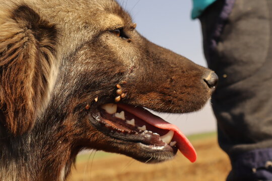Close-up of a dog’s eye infested with ticks, with visible parasites also around the mouth area. A powerful veterinary and awareness visual showing neglected pet health and tick infestation risks.