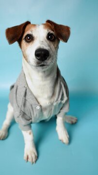 A cute and athletic Jack Russell Terrier dog in a gray hoodie, looking happy.