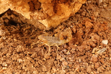 The Palestinian yellow scorpion (Leiurus quinquestriatus), also known as the Deathstalker, hides among rocks in daylight. Its venomous sting makes it one of the most feared desert predators. Wildlife