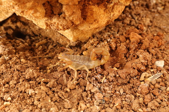 The Palestinian yellow scorpion (Leiurus quinquestriatus), also known as the Deathstalker, hides among rocks in daylight. Its venomous sting makes it one of the most feared desert predators. Wildlife