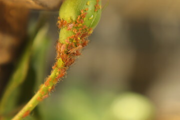 Large colony of aphids swarming on a flower petal. Macro footage shows detailed infestation, perfect for agricultural, biological, and educational content on plant pests and crop diseases.