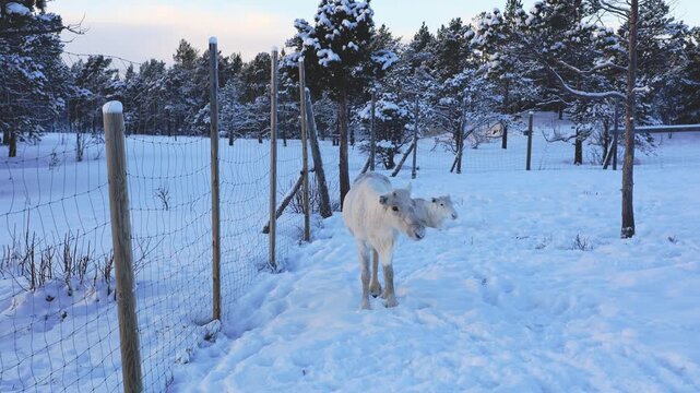 Exquisite albino reindeer rests in fresh snow in Northern Norway. Soft breath in the Arctic air