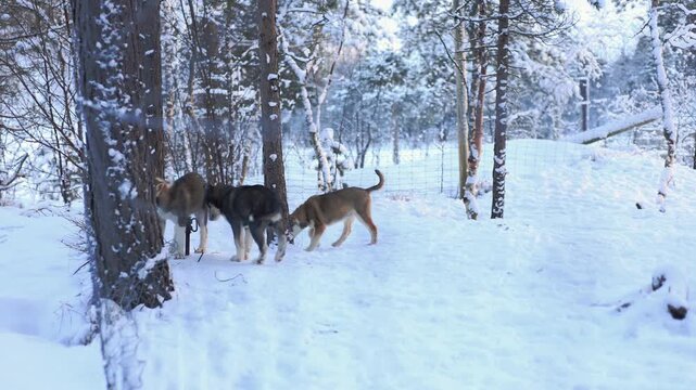 Playful Alaskan Husky puppies romp in Northern Norway, chewing branches, running and jumping