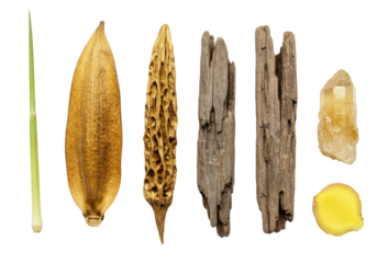 Collection of natural objects grass blade seed pods twigs and amber nugget transparent background cutout png