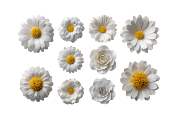 Delicate white flowers with bright yellow centers blossom set floral design element spring summer blooming natural beauty transparent background