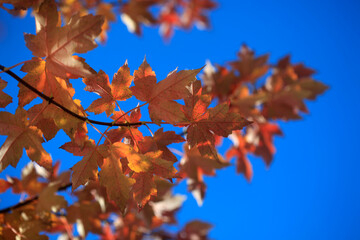 Fototapeta premium Colorful autumn leaves on blue sky background