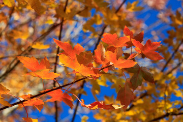 Colorful autumn leaves on blue sky background