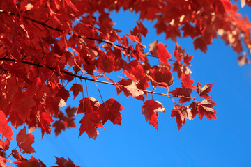 Colorful autumn leaves on blue sky background