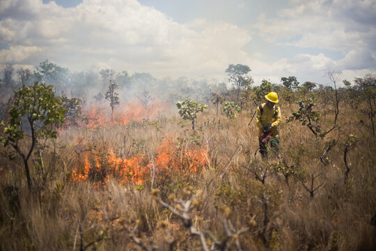 Integrated fire management or prescribed burning in the Brazilian Cerrado. Burning vegetation to protect against fire. Firefighters managing fire in a natural park.