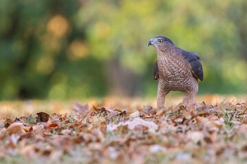 Cooper's hawk (Astur cooperii) in autumn