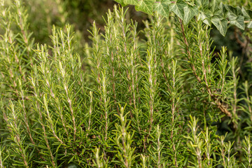 Close-up image of a rosemary plant showing dense, green needle-like leaves. The aromatic herb grows upright with slender stems and vibrant foliage, typical of a healthy rosemary bush in natural light