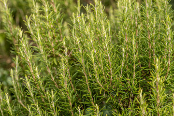 Obraz premium Close-up image of a rosemary plant showing dense, green needle-like leaves. The aromatic herb grows upright with slender stems and vibrant foliage, typical of a healthy rosemary bush in natural light