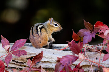 The eastern chipmunk (Tamias striatus)