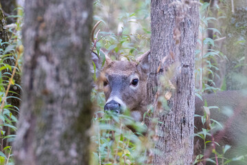white-tailed deer (Odocoileus virginianus) in autumn 
