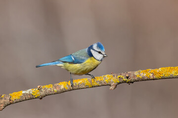 Fototapeta premium Eurasian Blue Tit standing on a lichen branch