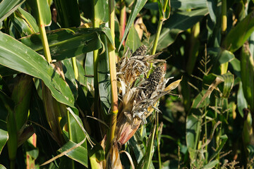 Verdorbene Maiskolben - Stockfoto