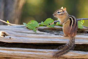 The eastern chipmunk (Tamias striatus)