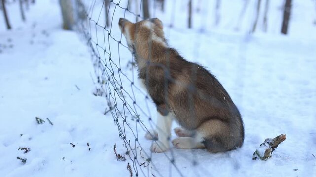 Playful Alaskan Husky puppies romp in Northern Norway, chewing branches, running and jumping