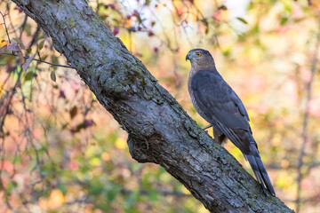 Cooper's hawk (Astur cooperii) in autumn