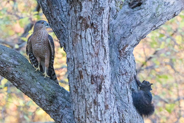 Cooper's hawk (Astur cooperii) hunting squirrel