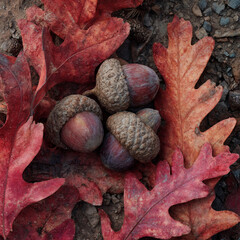 A detailed close-up of acorns surrounded by vibrant autumn oak leaves on the ground. Ideal for framing nature, educational, or seasonal materials.