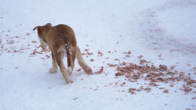 Playful Alaskan Husky puppies romp in Northern Norway, chewing branches, running and jumping