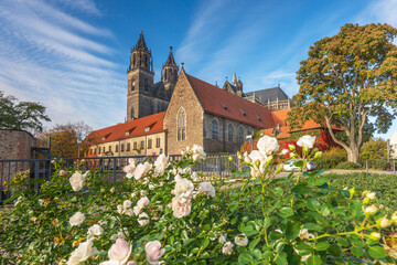Magdeburger Dom mit Rosenblüten im Herbst