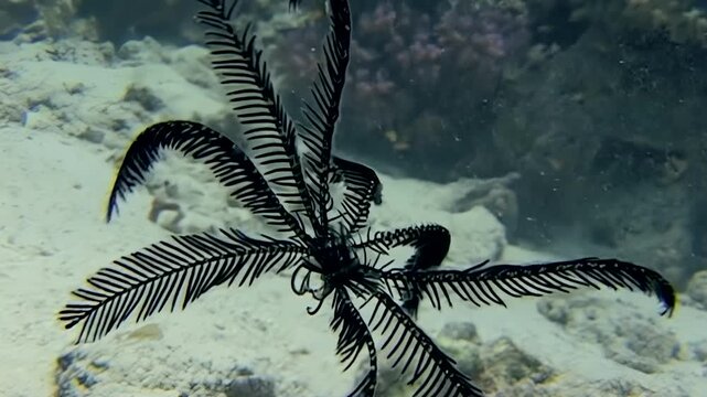Witness enchanting presence of sea lily echinoderms as they sway elegantly on sandy seabed of Red Sea. Discover this underwater marvel thriving in its natural habitat.