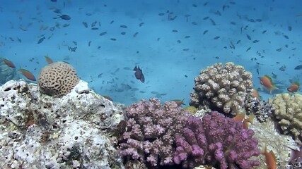 Explore vibrant coral reef filled with diverse marine species. This underwater paradise showcases stunning coral formations and schools of colorful fish, all beneath bright blue ocean surface.