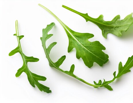 falling fresh green arugula leaves leaves isolated on white background